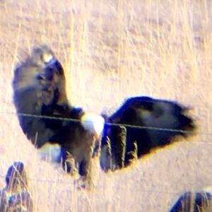 Meet your Posher, Timbre